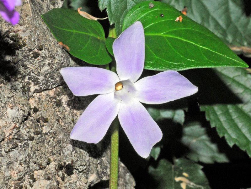 Un fiore ad elica - Vinca sp.